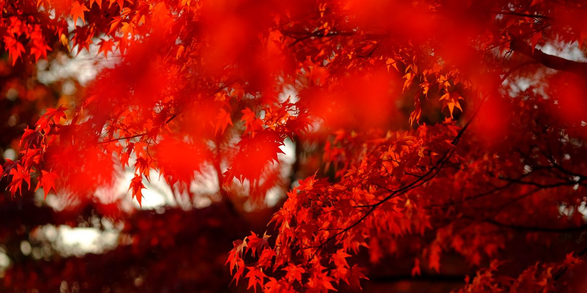 The Best Destinations for Autumn Foliage, Ranked