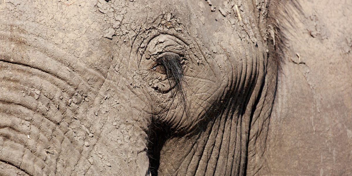 The Best Destinations for Wildlife Encounters, Ranked