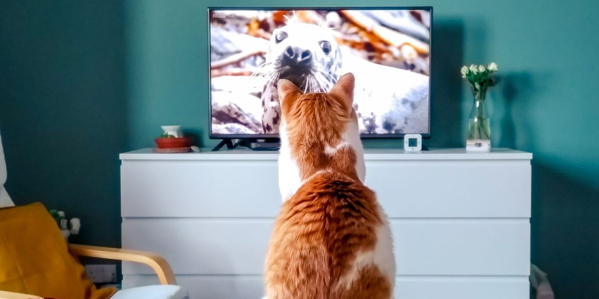 How to Pick a Documentary Worth Your Evening